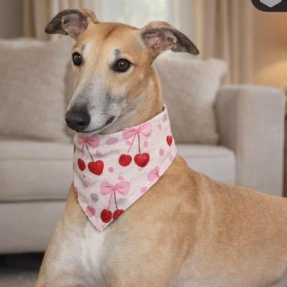 Cherries Patterned Dog Scrunchie Bandana- Homemade